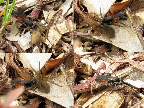 Arachnospila sp.