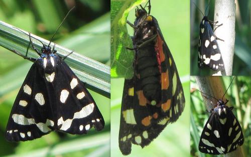 Réf. 73 251 : Callimorpha dominula