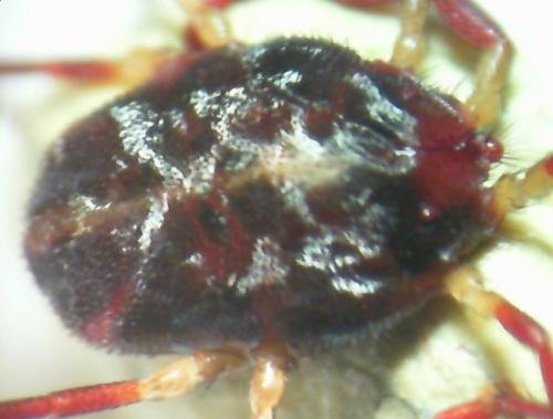 Erythraeus sp.