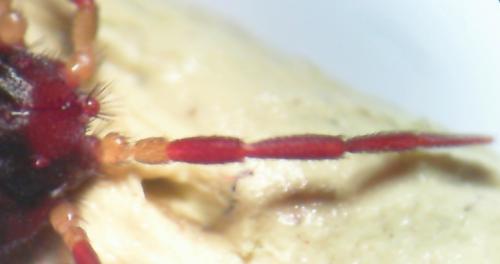 Erythraeus sp.