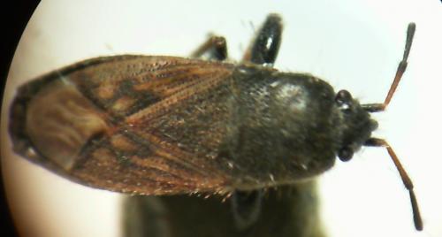 Megalonotus sabulicola
