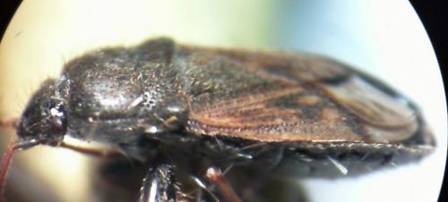 Réf. 73 845 : Megalonotus sabulicola