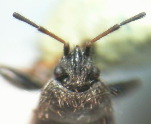 Megalonotus sabulicola