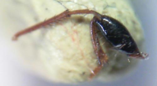 Megalonotus sabulicola