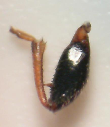 Megalonotus sabulicola
