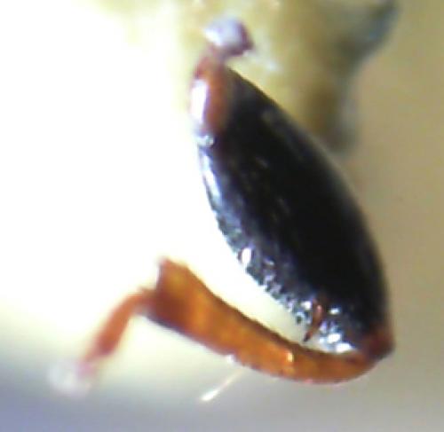 Megalonotus sabulicola