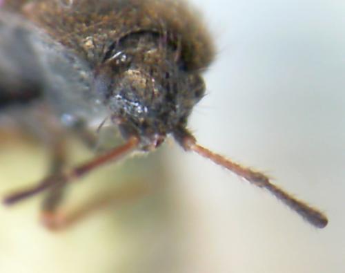 Megalonotus sabulicola