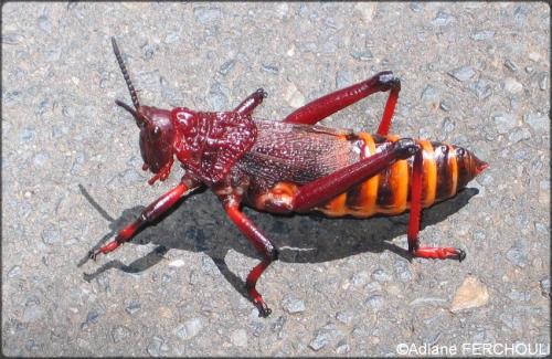 Dictyophorus spumans