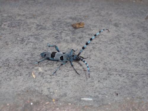 Rosalia alpina