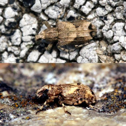 Gronops lunatus