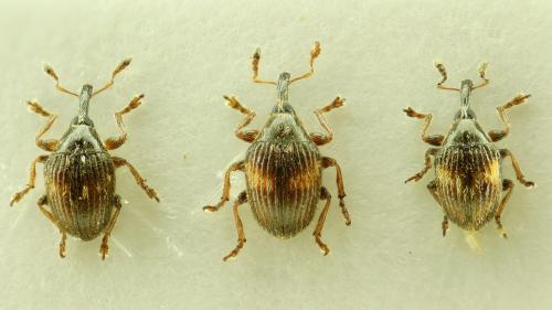 Nanophyes brevis