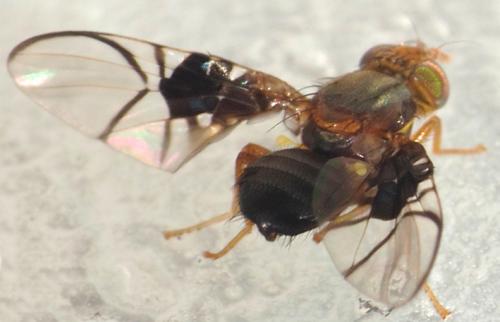 Réf. 73 739 : Anomoia purmunda