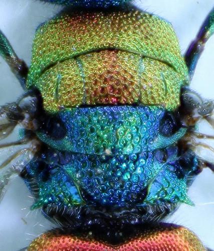 Hedychrum aureicolle niemelai