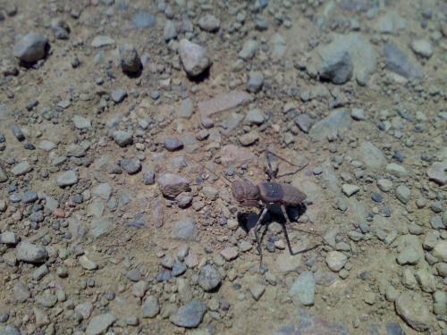 Eremiaphila sp.