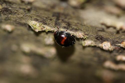 Chilocorus bipustulatus