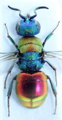 Réf. 73 862 : Hedychrum aureicolle niemelai