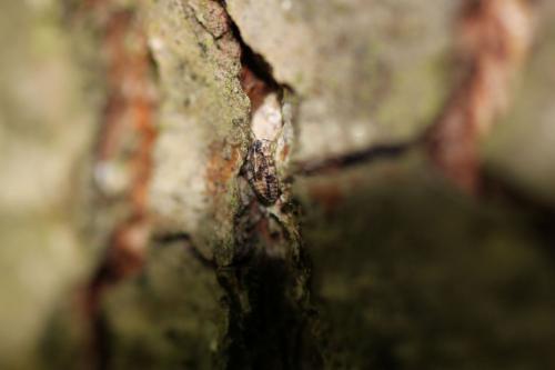 Réf. 73 634 : Isometopus sp.