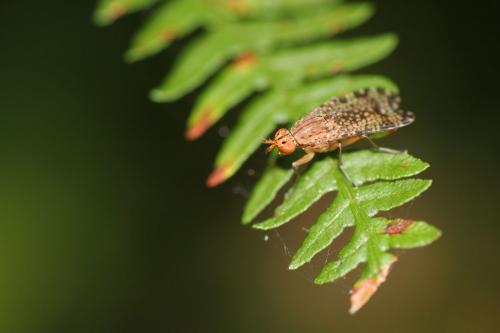 Euthycera chaerophylli