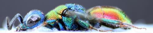 Hedychrum aureicolle niemelai