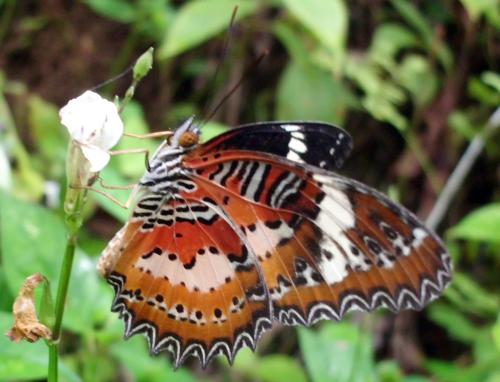 Réf. 73 829 : Cethosia penthesilea methypsea