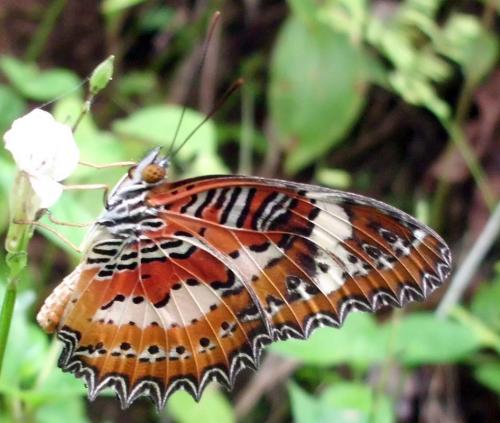 Cethosia penthesilea methypsea