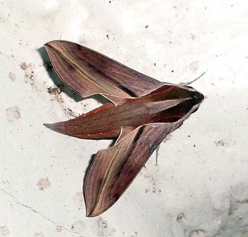Réf. 73 831 : Hippotion boerhaviae