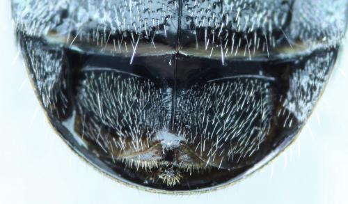 Réf. 73 990 : Hedychrum aureicolle niemelai