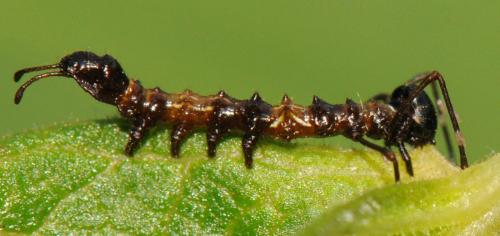Stauropus fagi