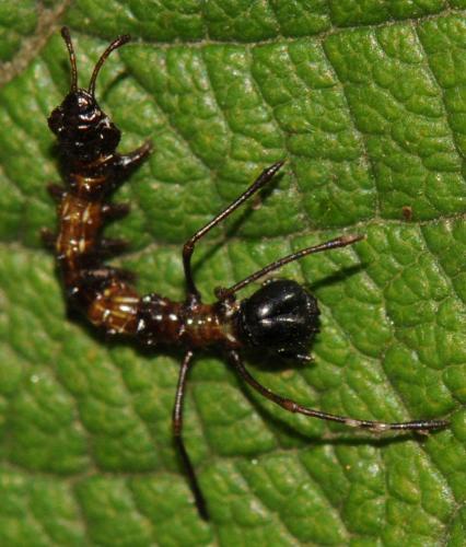 Stauropus fagi