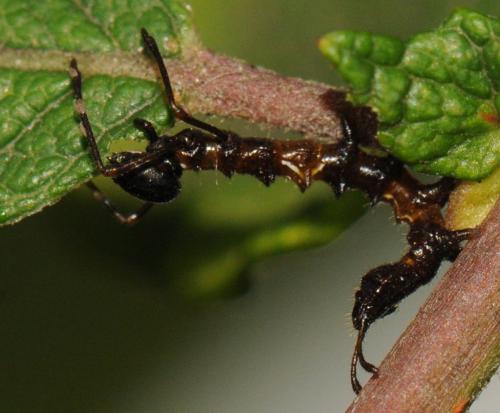 Stauropus fagi
