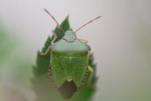 Palomena prasina