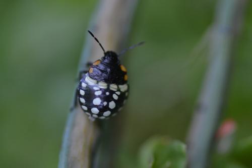 Nezara viridula