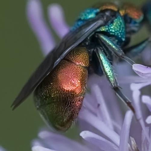 Hedychrum sp.