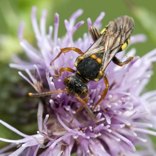 Réf. 73 623 : Nomada zonata