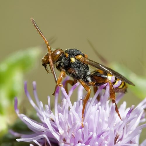 Nomada zonata