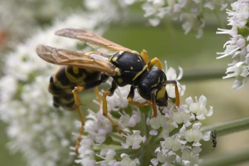 Polistes dominula