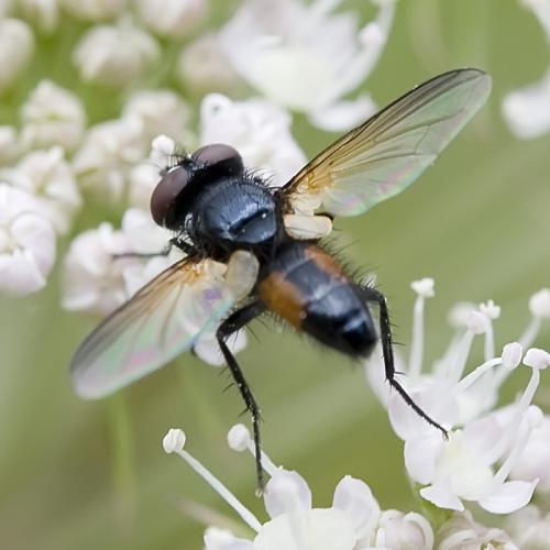 Réf. 73 977 : Clairvillia biguttata