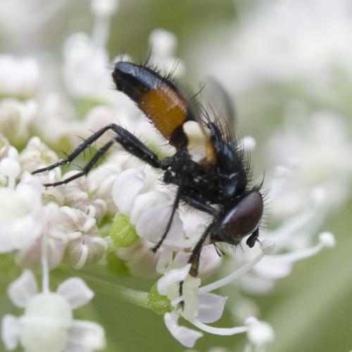 Réf. 73 976 : Clairvillia biguttata