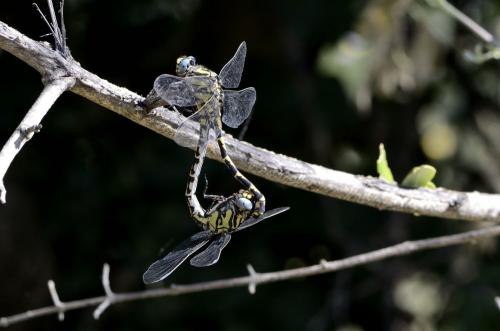 Onychogomphus uncatus