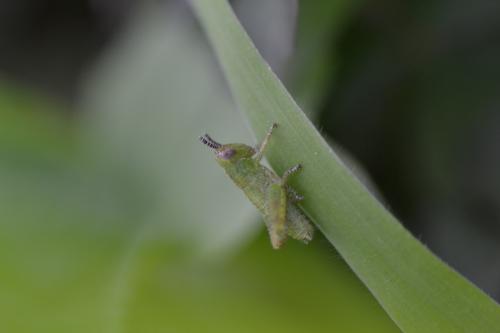Pezotettix giornae