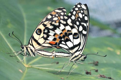 Réf. 73 375 : Papilio demoleus