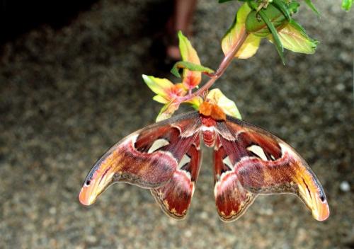 Attacus atlas