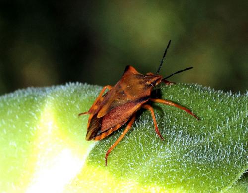 Réf. 73 388 : Carpocoris fuscispinus