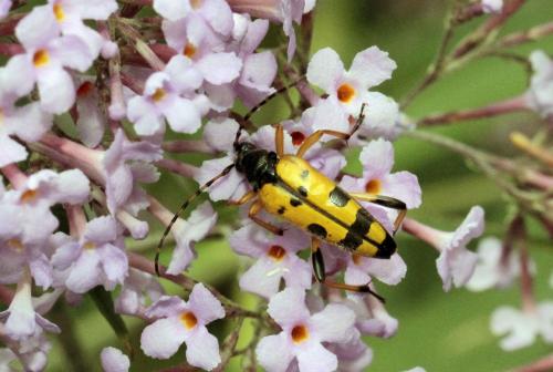 Réf. 73 794 : Rutpela maculata