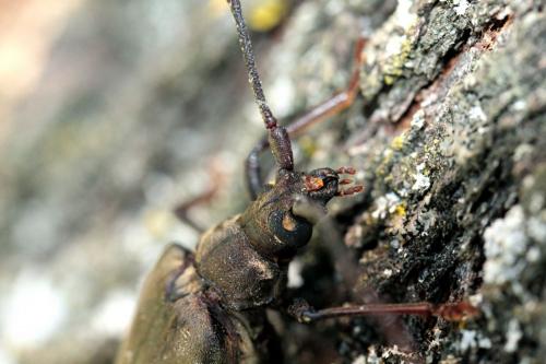 Aegosoma scabricorne