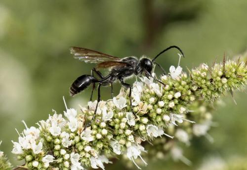 Isodontia mexicana