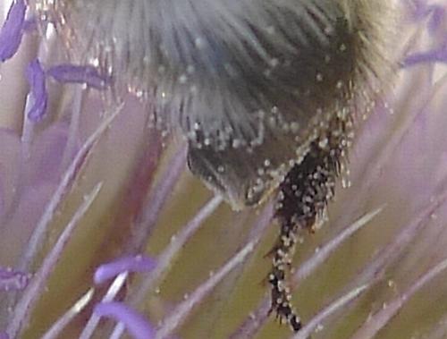 Bombus sp.