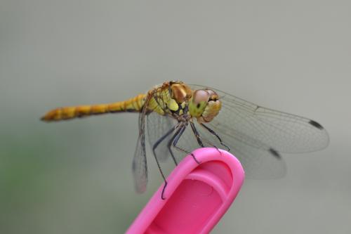 Sympetrum striolatum
