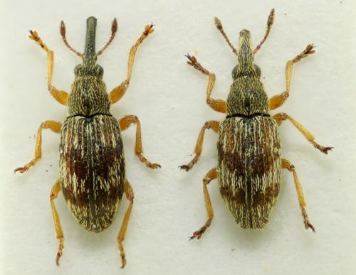 Taeniapion urticarium