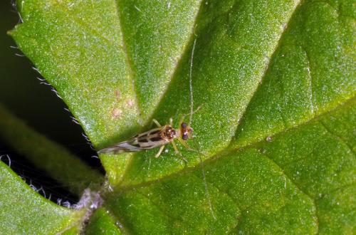 Graphopsocus cruciatus